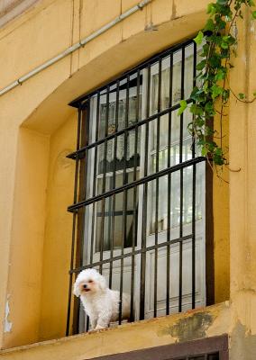 Window With Inhabitant