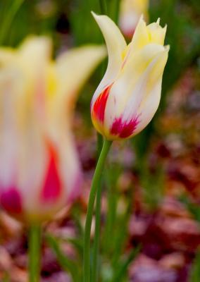 Colors Of Tulip