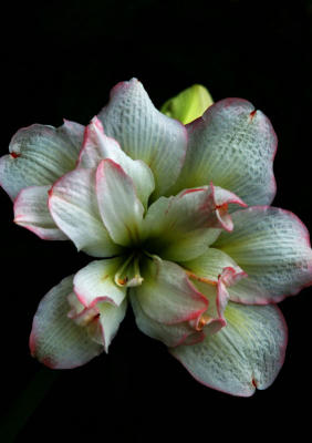 Amarylis Flower