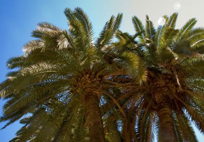 Sunny Palms