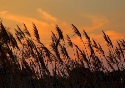Reeds In The Sunset