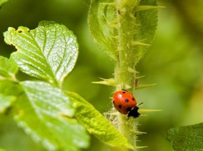 Look Out, Ladybug!