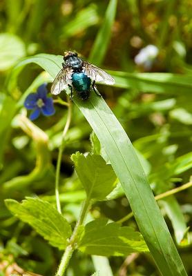 Green Fly On A Green Grass