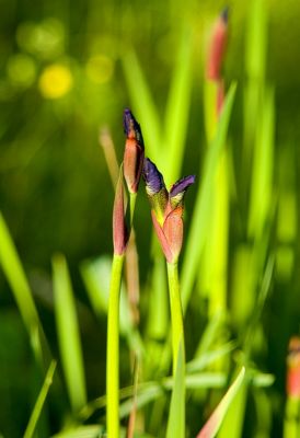 New Iris Flowers