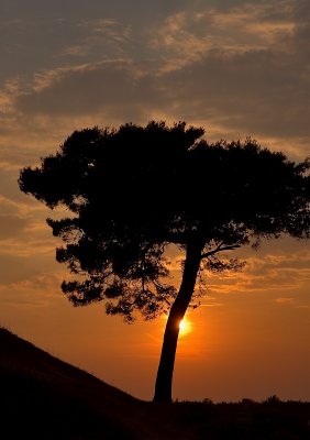 Lonely Pine Sunset