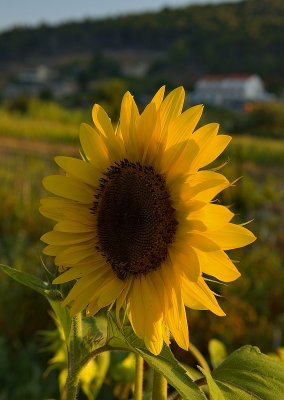 Sunflower's Side-face