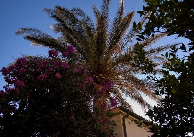 Sunny Palmtree