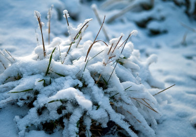 Snow Covered Grass