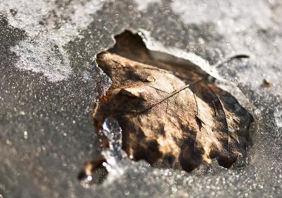 Frozen Leaf