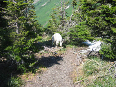 Mountain Goat on Logan Pass