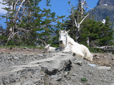 Mountain Goat on Logan Pass