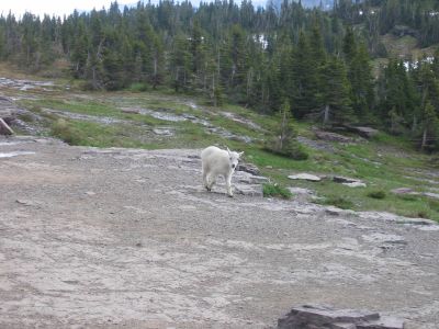 Baby Mountain Goat on the trail to Hidden Lake Overlook
