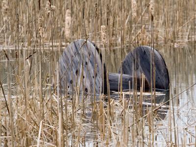 g4/62/582862/3/60306416.SwampSpool_Web.jpg