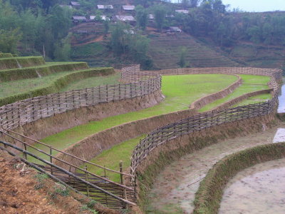 rice paddies with village in the background