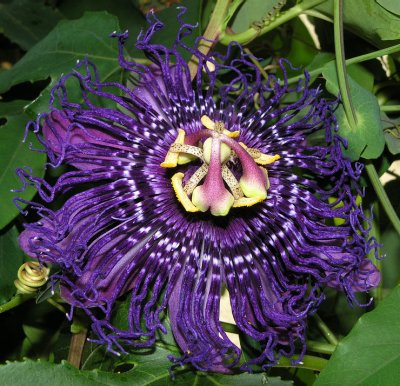 passiflora Inspiration 2011