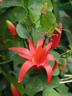 passiflora Murucuja