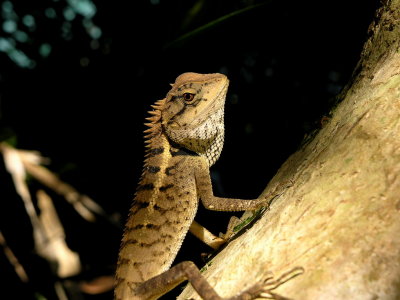 lizard at Khao Lak national park