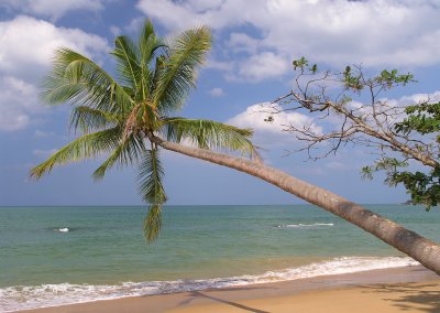 palm tree at Khao Lak beach
