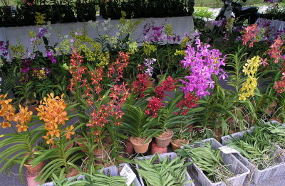 selling orchids at the botanical garden