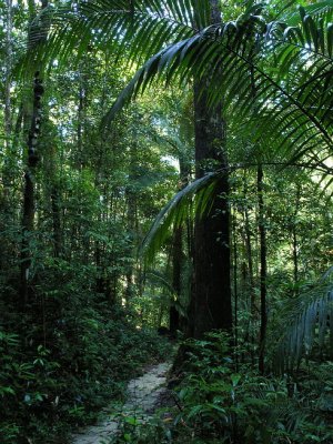 walking through the Penang national park