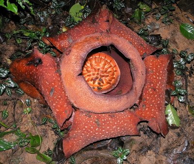 rafflesia (already 4 or 5 days old)