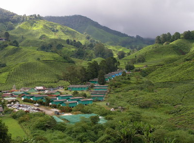 tea plantation village