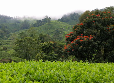 Boh Tea Estate