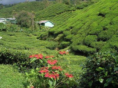 Boh Tea Estate