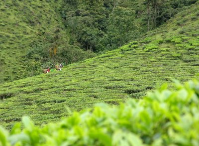 picking tea Bharat Tea Estate
