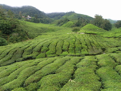 Boh Tea Plantation