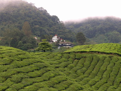 colonial building at Boh Tea Plantation