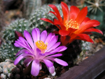 Mammilaria theresae & Rebutia rot