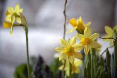 Daffodil @f3.5 70mm+macro 5D