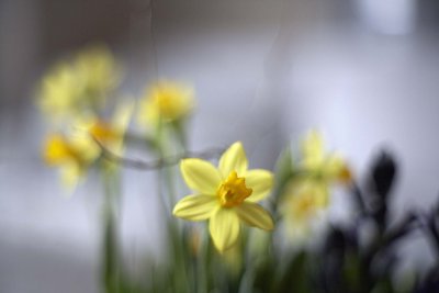 Daffodil @f1.4 5D