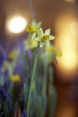 Daffodil @f1.4 5D
