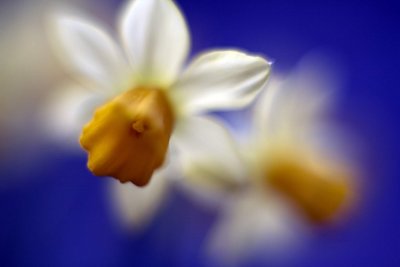 Daffodil @f1.2 5D