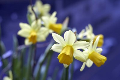Daffodil @f5.6 5D
