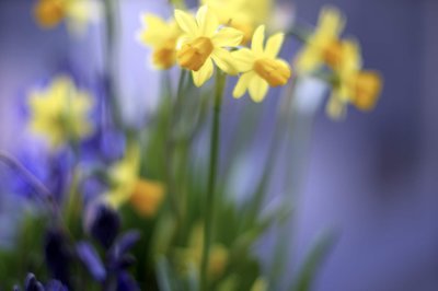 Daffodil @f1.2 NEX5