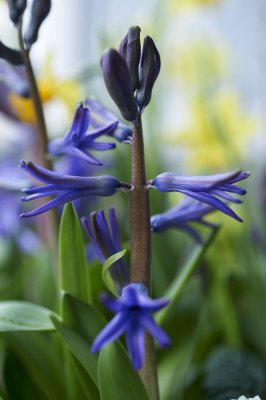 Hyacinse @f2.8 D70