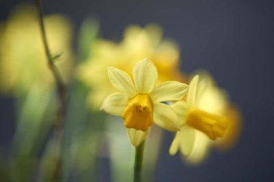 Daffodil @f2.5 D700