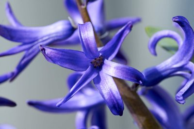 Hyacinse @f8 D700