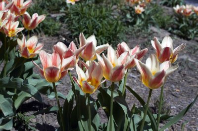 Tulips @f5.6 NEX5