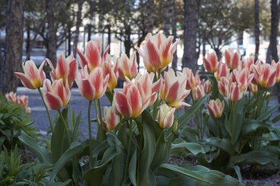 Tulips @f8 NEX5