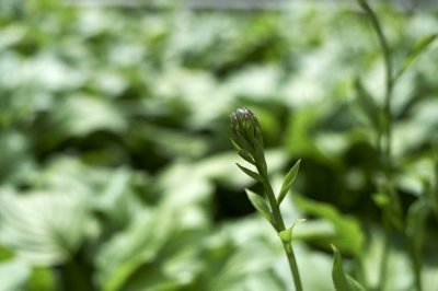 Hosta @f2.8 D700