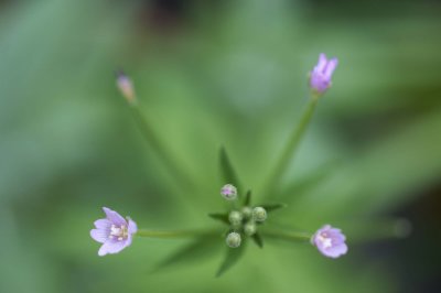 Sage's flower @f2.8 D700