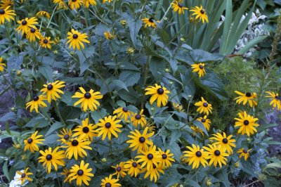 Black-eyed Susan @f5.6 NEX5