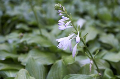 Hosta @f2.8 D700