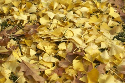 Ginko leaves @f5.6 5D