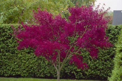 Japanese maple Reala