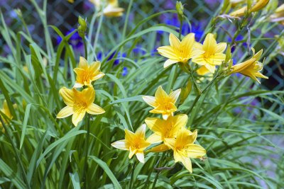 Day lily Reala